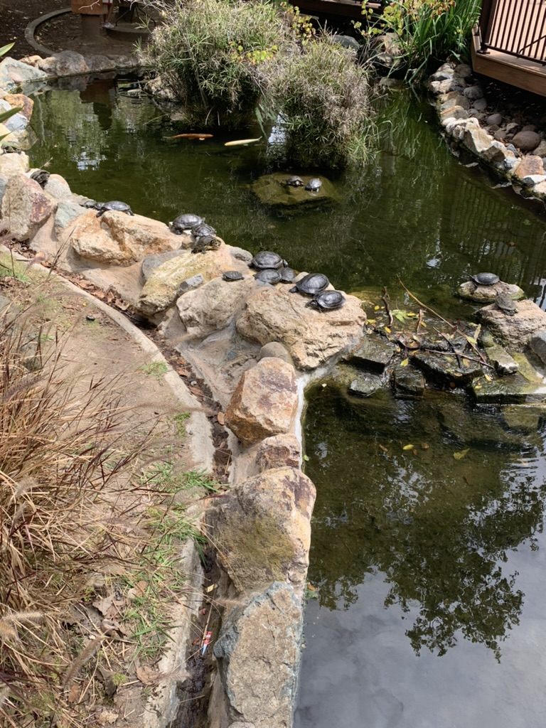 A high-angle view of a serene turtle pond lined with large, sun-drenched rocks where numerous dark-shelled turtles are basking in the sun. The pond features murky green water with a few orange koi fish swimming near small islands of tall green grass, and a wooden deck is visible in the upper right corner.